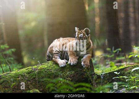 Bengal tiger cub is posing on tree trunk in the forest. Horizontally. Stock Photo