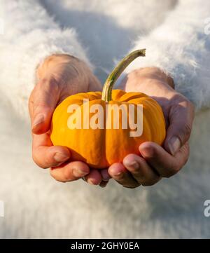 Unrecognizable woman holding single yellow decorative dwarf pumpkin in her hands. Stock Photo