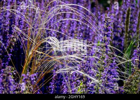 Feather grass Stipa tenuissima ornamental grass in garden Blue Meadow Sage Salvia 'Mainacht' Stock Photo