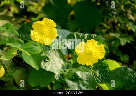 Closeup of two yellow sponge gourd flowers with vine and leaves with the blurred garden background Stock Photo