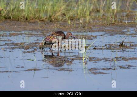 A White-faced Ibis wading in the mud of a grassy marsh by a lake as it searches for food on a sunny morning. Stock Photo