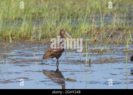 A White-faced Ibis standing over its reflection in the mud of a grassy marsh by a lake as it searches for food on a sunny morning. Stock Photo