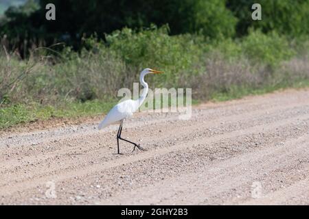 A Great White Egret casually strolling across a rural dirt road in a wildlife refuge as it attempts to figure out why the chicken crossed the road. Stock Photo