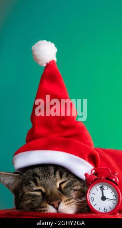 Christmas cat. A cat with a Santa Claus hat is sleeping. Stock Photo