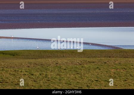 The Solway Bore heading inland up the low tide channel of the River Eden Stock Photo