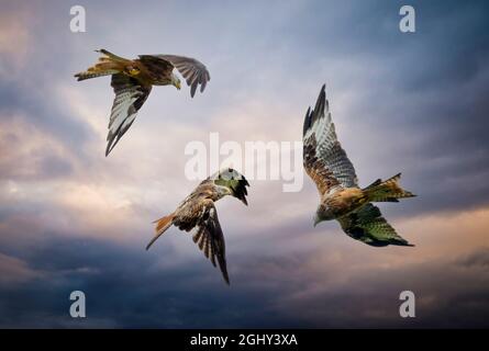 Three Red Kites, birds of prey almost taken to extinction but now making a comeback in Wales, England and Scotland in the UK Stock Photo