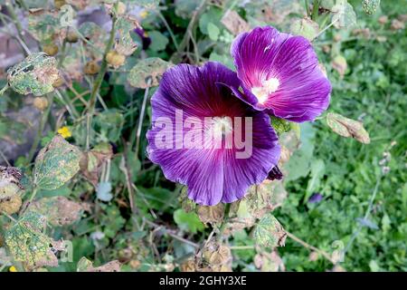 Alcea rosea ‘Halo Purple’ hollyhock Halo Purple - single funnel-shaped dark purple flowers with deep pink halo and creased ruffled petals,  August, UK