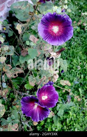 Alcea rosea ‘Halo Purple’ hollyhock Halo Purple - single funnel-shaped dark purple flowers with deep pink halo and creased ruffled petals,  August, UK
