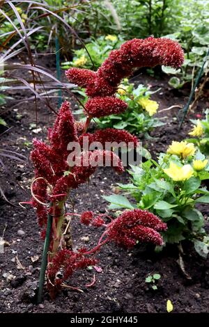 Amaranthus ‘Red Army’ showy amaranth Red Army – arching panicles of fluffy crimson flowers,  no leaves – possibly a cutting ? August, England, UK Stock Photo