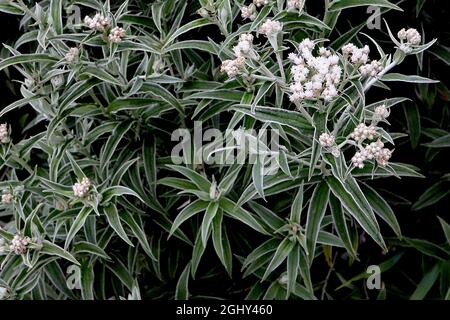 Anaphalis triplinervis ‘Sommerschnee’ everlasting Summer Snow – umbels of papery flowers with pointed petals and lance-shaped leaves with cream margin Stock Photo