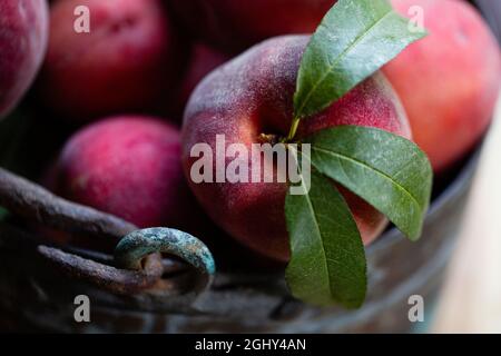Copper bucket full of peaches Stock Photo