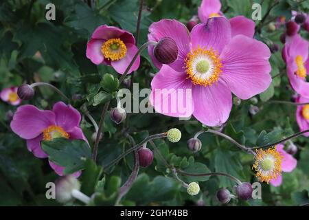Anemone hupehensis var japonica ‘Hadspen Abundance’ Japanese anemone Hadspen Abundance – alternating deep and medium pink single flowers Stock Photo
