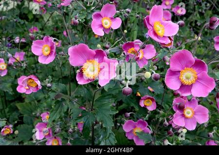 Anemone hupehensis var japonica ‘Hadspen Abundance’ Japanese anemone Hadspen Abundance – alternating deep and medium pink single flowers Stock Photo