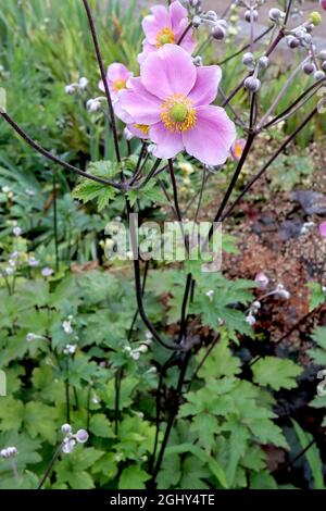 Anemone x hybrida ‘September Charm’ Japanese anemone September Charm – very pale pink single flowers with wide white margins,  August, England, UK Stock Photo