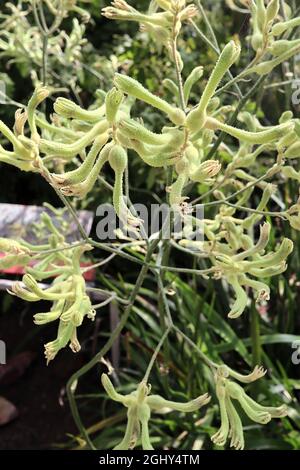 Anigozanthos flavidus tall kangaroo paw – sprays of green yellow tubular hairy curved flowers and mid green strap-shaped leaves,  August, England, UK Stock Photo