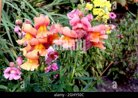 Antirrhinum majus ‘Illumination Mix’ snapdragon Illumination Mix – short stems of pink orange flowers with yellow palate,  August, England, UK Stock Photo