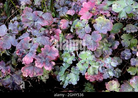 Aquilegia vulgaris LEAVES ONLY Columbine / grannys bonnet – plum and green old leaves,  August, England, UK Stock Photo