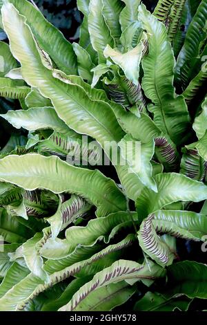 Asplenium scolopendrum Harts Tongue fern – glossy undivided wavy fresh green fronds and brown sori stripes,  August, England, UK Stock Photo