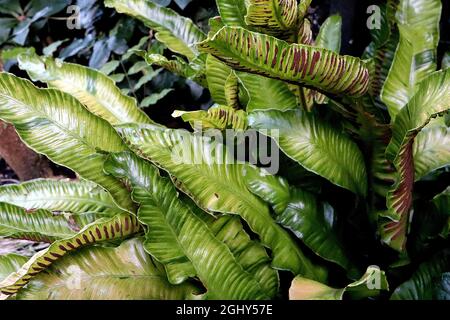 Asplenium scolopendrum Harts Tongue fern – glossy undivided wavy fresh green fronds and brown sori stripes,  August, England, UK Stock Photo