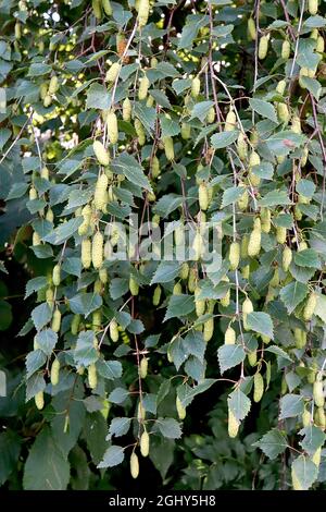 Betula pendula silver birch – light green female catkins and small dark green ovate leaves,  August, England, UK Stock Photo