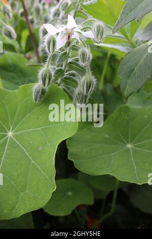Borago officinalis ‘Bianca’ Borage – cymes of white flowers and very hairy stems,  August, England, UK Stock Photo