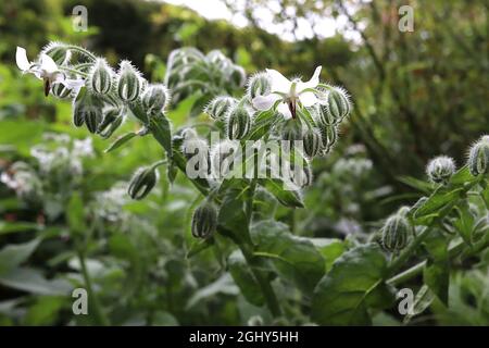 Borago officinalis ‘Bianca’ Borage – cymes of white flowers and very hairy stems,  August, England, UK Stock Photo