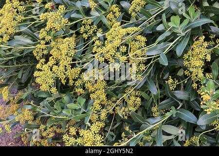 Bupleurum fruticosum shrubby hare’s ear – domed clusters of tiny yellow flowers and glossy dark green leaves,  August, England, UK Stock Photo