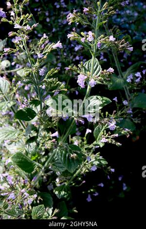 Calamintha nepeta ‘Marvelette Blue’ lesser calamint Marvelette Blue – two-lipped pale lilac flowers and ribbed dark green leaves,  August, England, UK Stock Photo