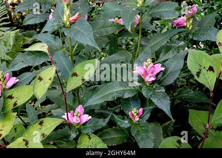 Chelone obliqua twisted shell flower – tight clusters of deep pink two-lipped flowers with interior small yellow beard, large dark green lanceolate Stock Photo