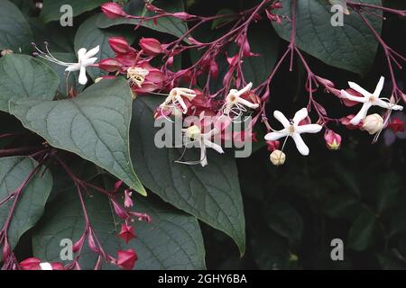 Clerodendrum trichotomum var fargesii Farges harlequin glorybower – white star-shaped flowers and crimson diamond-shaped flower buds,  August, England Stock Photo