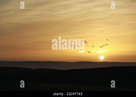 Birds flying on sunset sky and cloud abstract background. Stock Photo