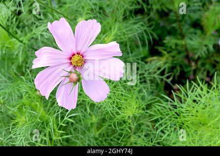 Cosmos bipinnatus ‘Sonata Pink Blush’ single light pink flowers with creased petals and small crimson ring,  August, England, UK Stock Photo