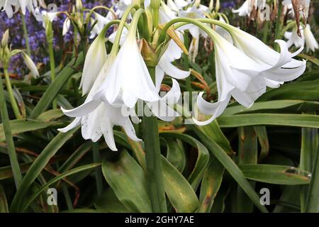 Crinum x powellii ‘Album’ swamp lily Album – scented large white funnel-shaped flowers and grey green strap-shaped leaves,  August, England, UK Stock Photo