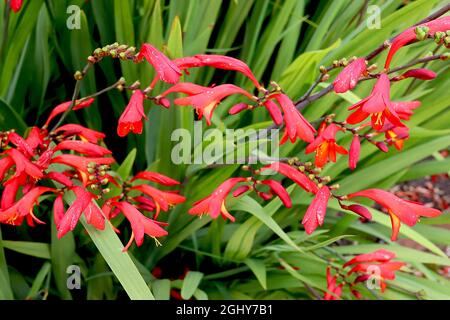 Crocosmia ‘Emberglow’ montbretia Emberglow – small red funnel-shaped flowers with yellow interior on arching stems,  August, England, UK Stock Photo