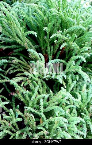 Cryptomeria japonica ‘Globosa Nana’ Japanese cedar Globosa Nana – fresh green awl-shaped leaves spirally arranged closely around arching branches, Stock Photo