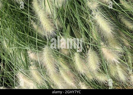Cynosurus echinatus  rough dogs tail grass – oval clusters of pale green flowers or spikelets and narrow arching grey green leaves,  August, England, Stock Photo