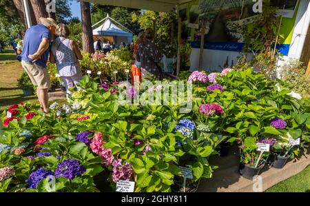 RHS Garden Wisley Flower Show 2021. Display of hydrangeas at the annual show in the RHS Garden at Wisley, Surrey, on a sunny day in early September Stock Photo