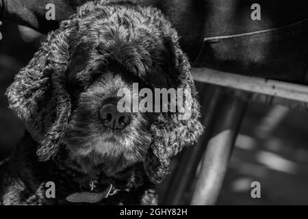 Cocker terrier with long curly hair. Black and white photo. Stock Photo