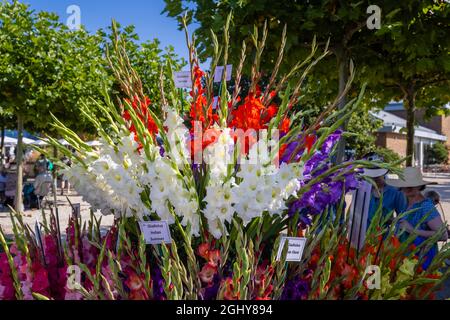 Colourful gladioli display at RHS Garden Wisley Flower Show 2021, the annual show in iconic RHS Garden at Wisley, Surrey, on a sunny day in September Stock Photo