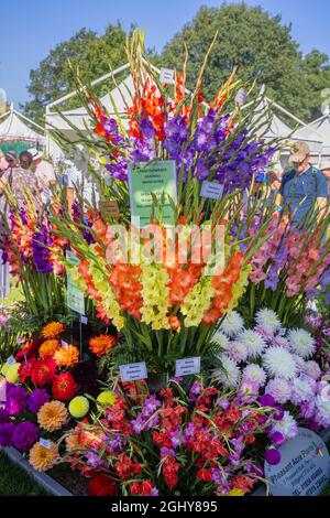 Colourful gladioli display at RHS Garden Wisley Flower Show 2021, the annual show in iconic RHS Garden at Wisley, Surrey, on a sunny day in September Stock Photo