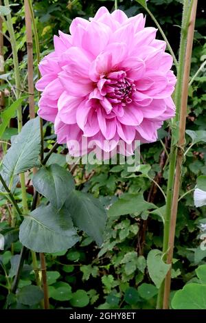 Dahlia ‘Lavender Perfection’ Decorative Dahlia Group 5 large lavender pink flowers, August, England, UK Stock Photo