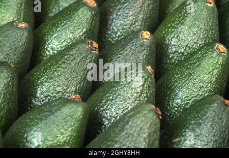 FRESHLY HARVESTED AVOCADOS (PERSEA AMERICANA) ALSO CALLED AVOCADO PEAR OR ALLIGATOR PEAR. Stock Photo