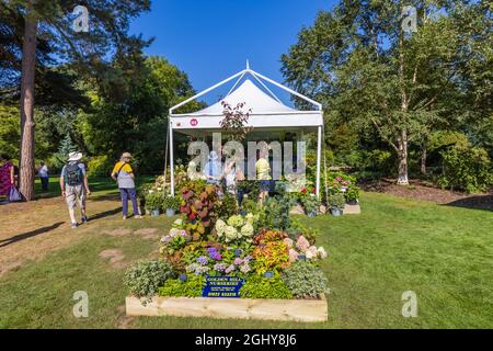Display of hydrangeas at RHS Garden Wisley Flower Show 2021, the annual show in the iconic RHS Garden at Wisley, Surrey, on a sunny day in September Stock Photo