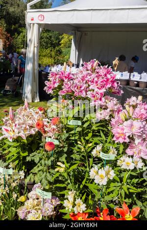 Display of lilies at the RHS Garden Wisley Flower Show 2021, the annual show in the iconic RHS Garden at Wisley, Surrey, on a sunny day in September Stock Photo