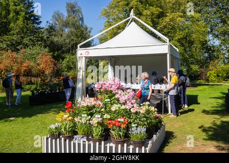Display of lilies at the RHS Garden Wisley Flower Show 2021, the annual show in the iconic RHS Garden at Wisley, Surrey, on a sunny day in September Stock Photo