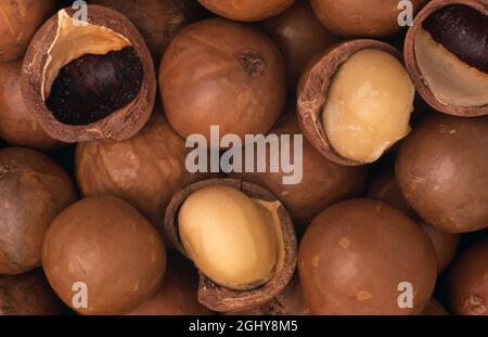 HARVESTED MACADAMIA NUTS (MACADAMIA INTEGRIFOLIA), WHOLE NUTS AND OPENED SHELLS. AUSTRALIA. Stock Photo