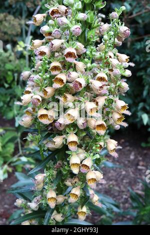 Digitalis ferruginea ‘Gigantea’  rusty foxglove Gigantea – multi-stemmed upright racemes of open bell-shaped buff flowers with yellow throat and brown Stock Photo