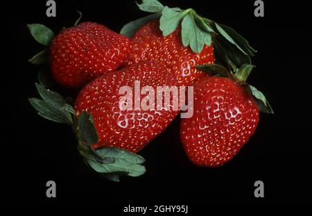 STUDIO IMAGE OF HARVESTED FRESH STRAWBERRIES AGAINST A BLACK BACKGROUND. Stock Photo
