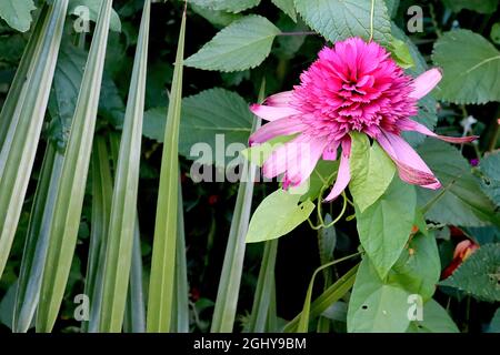 Echinacea purpurea ‘Pink Double Delight’ coneflower Pink Double Delight – medium pink petals with deep pink petal tips and deep pink ray florets,  UK Stock Photo