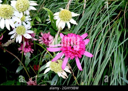 Echinacea purpurea ‘Pink Double Delight’ coneflower Pink Double Delight – medium pink petals with deep pink petal tips and deep pink ray florets,  UK Stock Photo